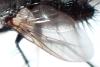 Voria ruralis